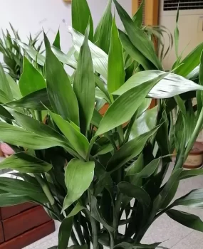 塘沽平民价位丝袜社会大姐